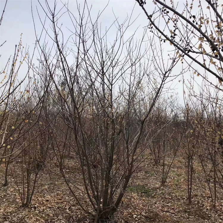 冠幅100、120公分丛生蜡梅价格
