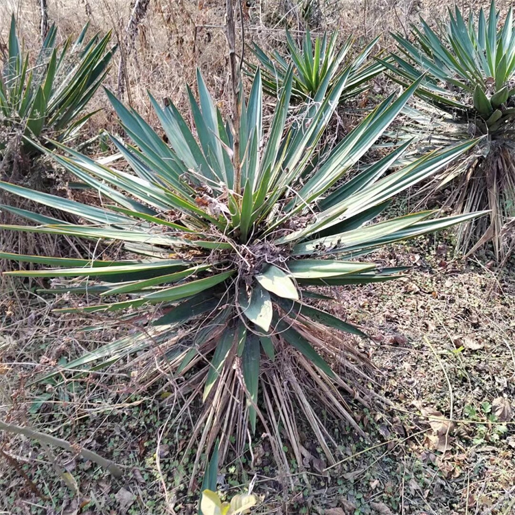 冠幅90公分剑麻基地