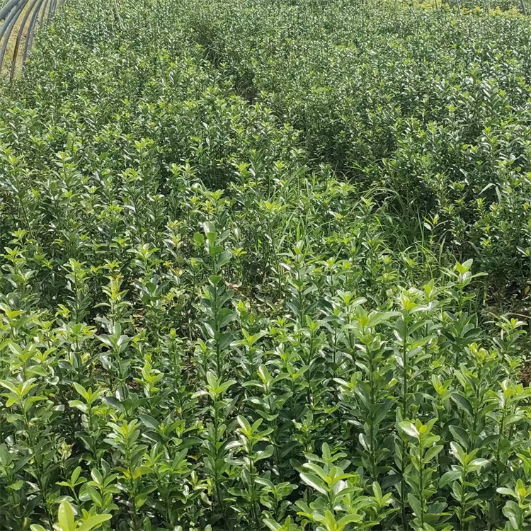 高度80-100公分批发大叶黄杨