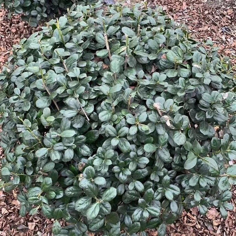 冠幅100、120公分无刺构骨球批发价格