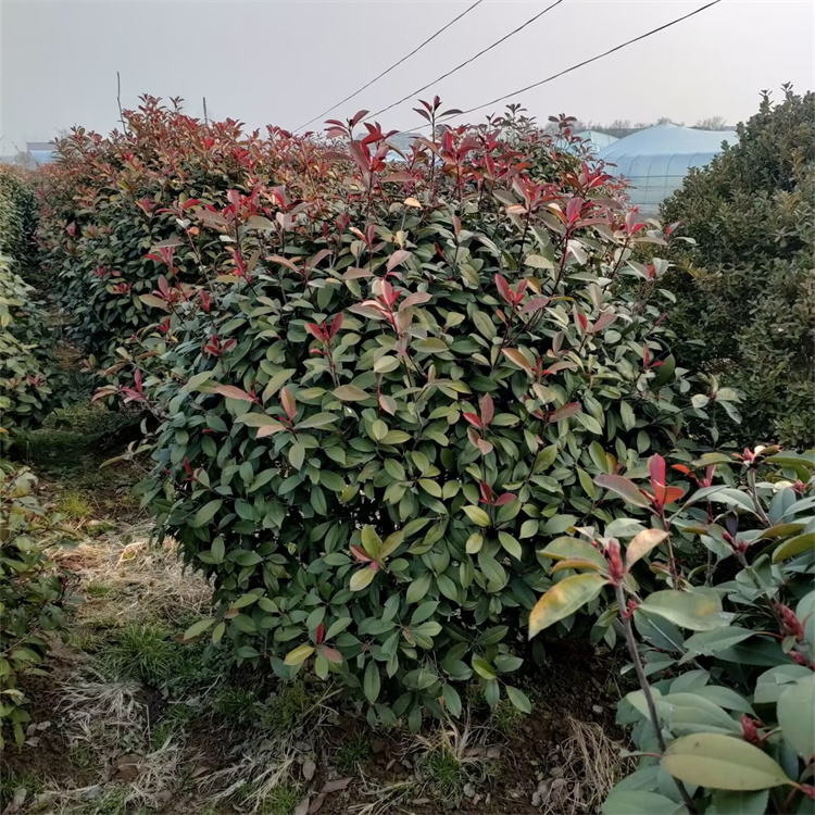 冠幅300公分红叶石楠球价格