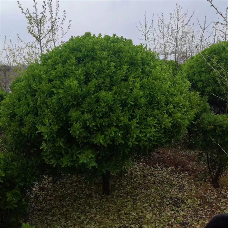 冠幅250公分大叶黄杨球基地