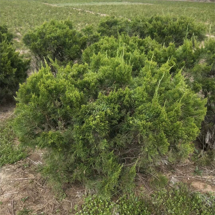 冠幅120公分龙柏球基地
