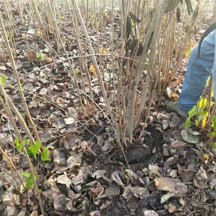 冠幅150公分紫荆批发价格