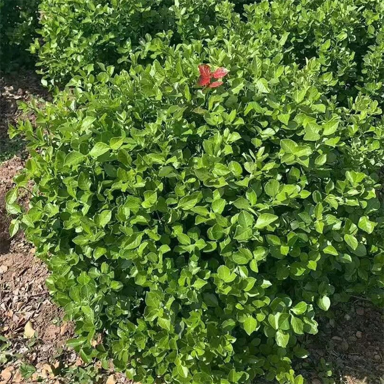 冠幅100、120公分 胶东卫矛球价格