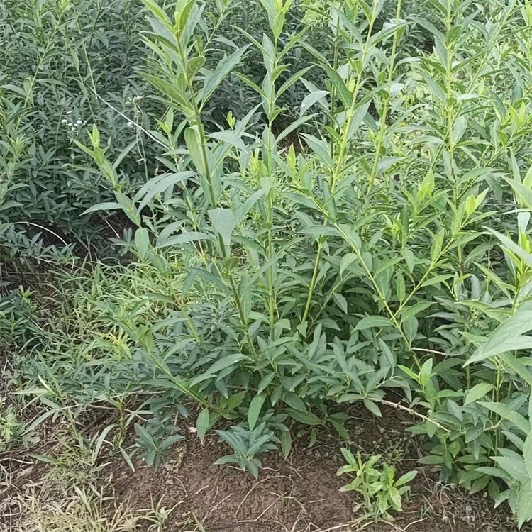 冠幅250公分 丛生连翘基地