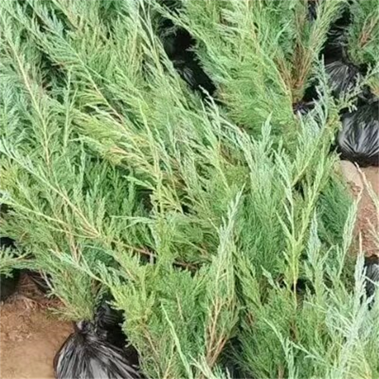 高度10-20公分沙地柏小苗