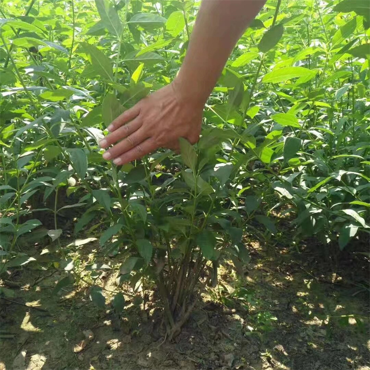 冠幅120公分 多分枝连翘