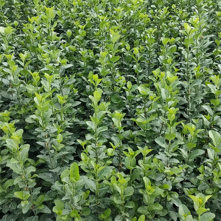 高度50-60公分胶东卫矛基地