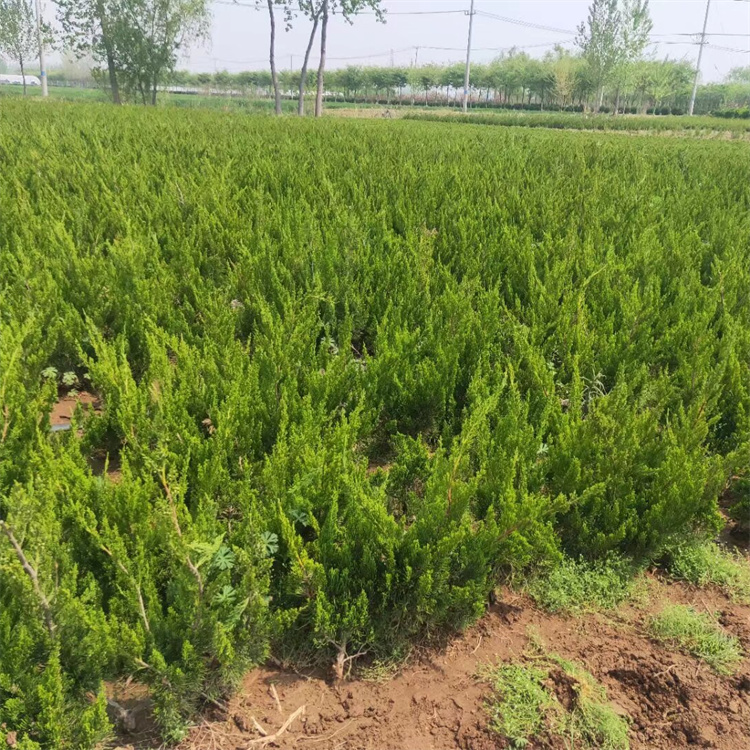 高度100-120、150-180公分龙柏价格