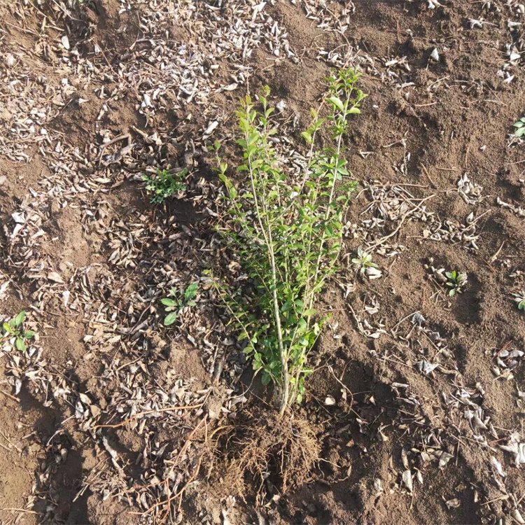 高度40-50公分小叶女贞批发价格