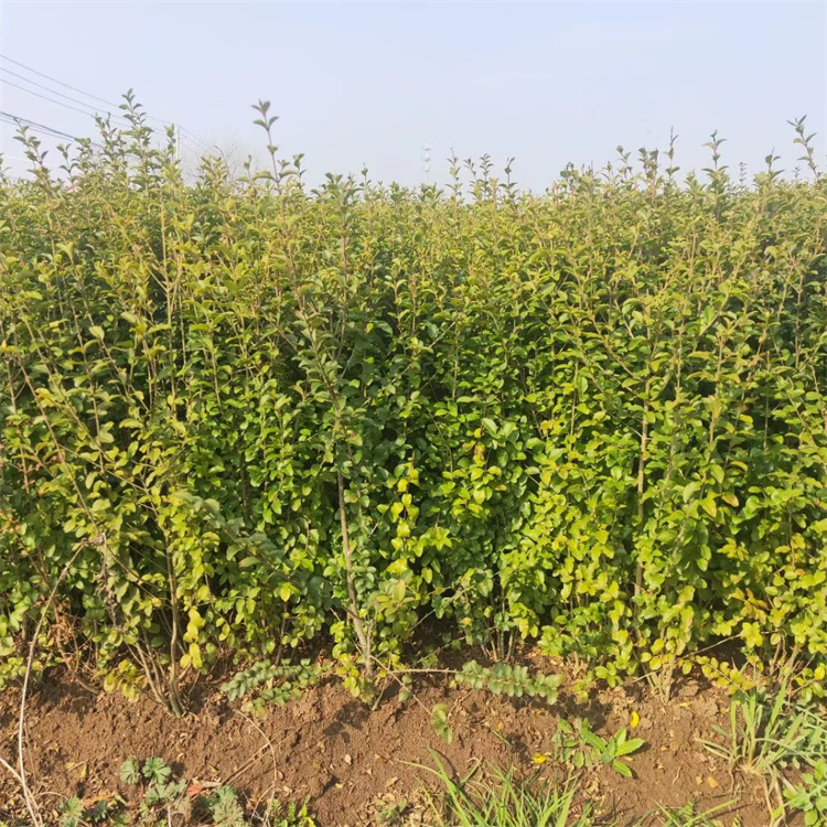 高度50-60公分小叶女贞价格