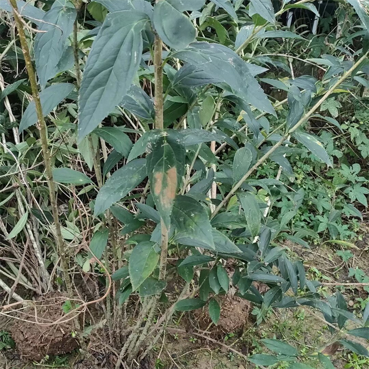 高度70-80公分连翘批发价格