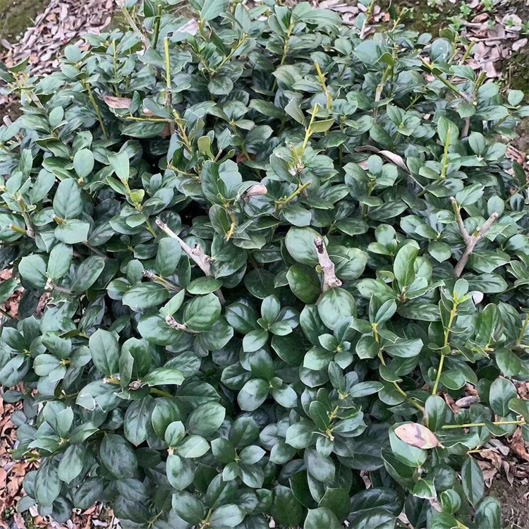 冠幅80-90公分批发无刺构骨球