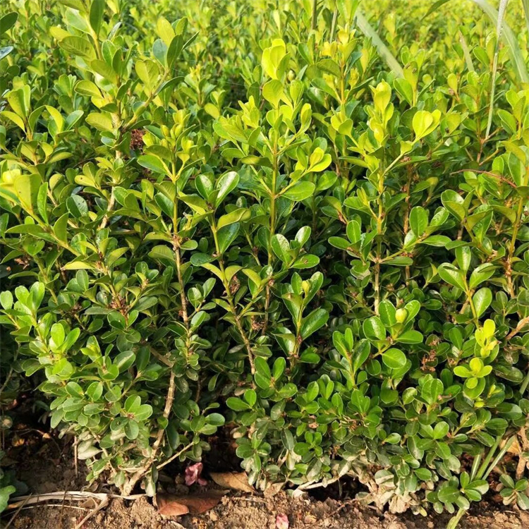 高度40-50公分小叶黄杨基地