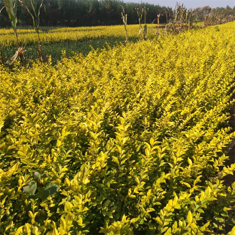 高度30-40公分批发金叶女贞