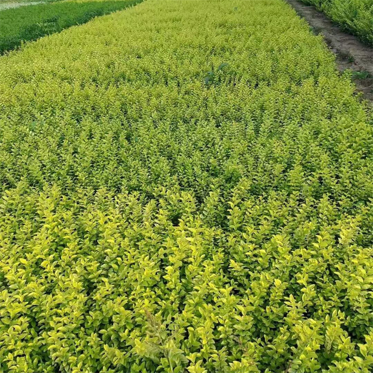 高度50-60公分金叶女贞价格