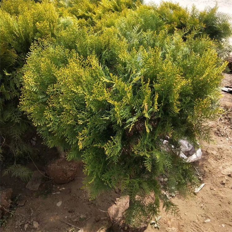 冠幅250公分洒金柏球价格