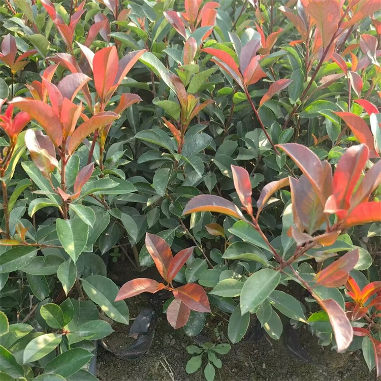 高度60-70公分 大桶苗红叶石楠基地