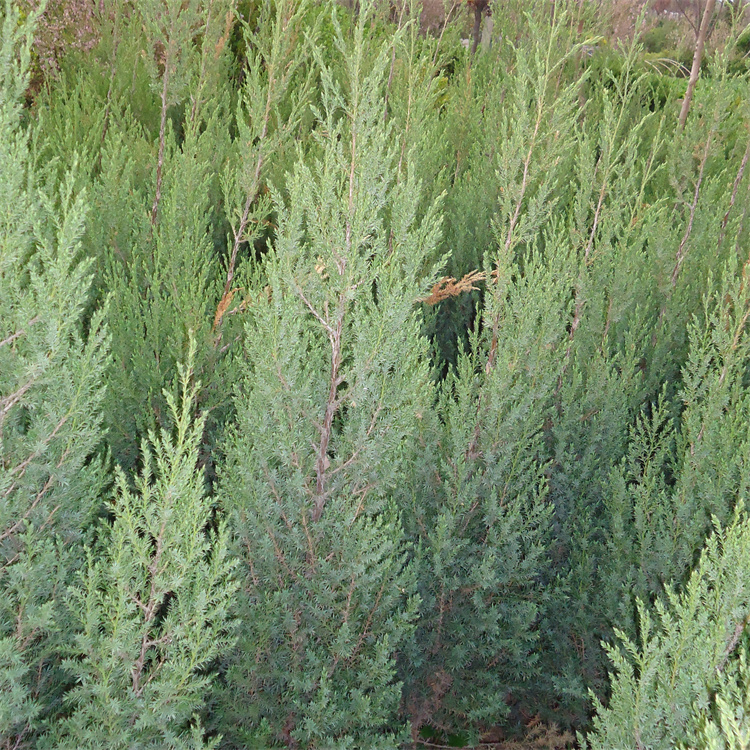 高度50-60、80-90公分北京桧柏价格