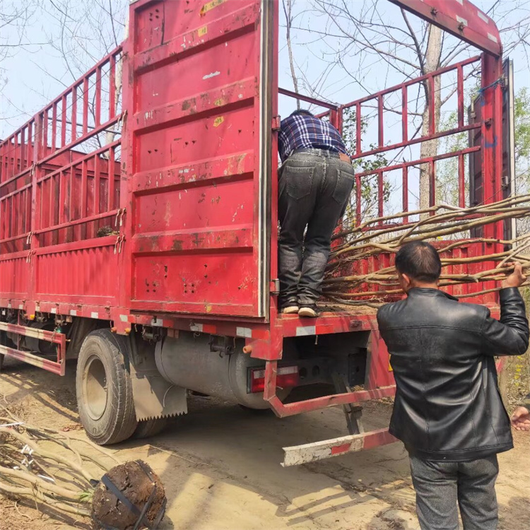 冠幅100公分丛生紫薇价格