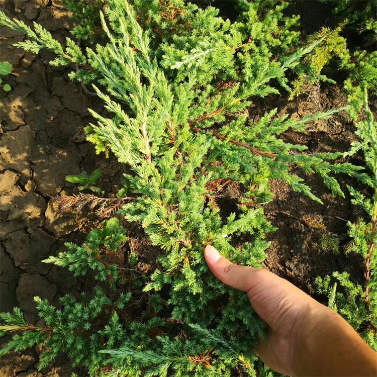 高度40-50公分地柏价格