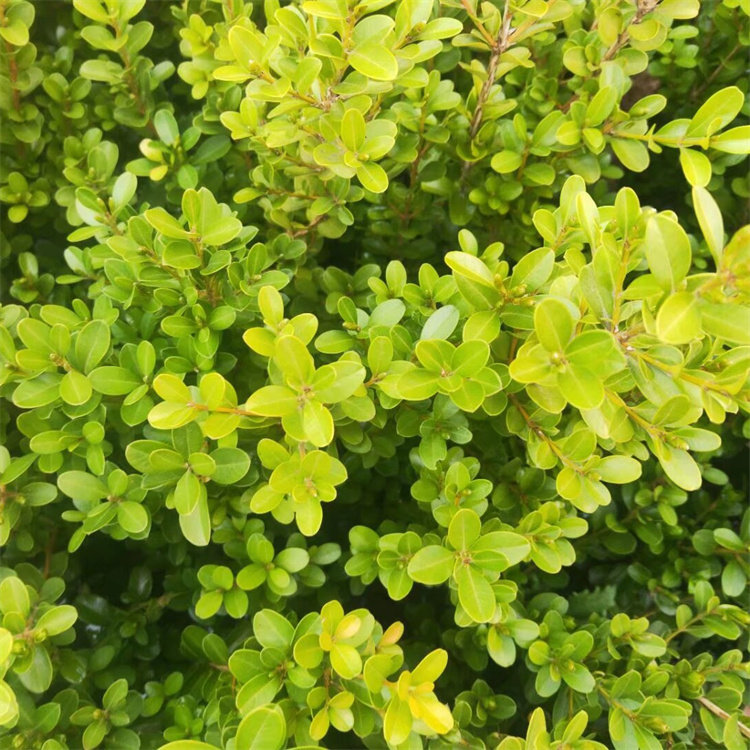 高度10-20公分小叶黄杨基地