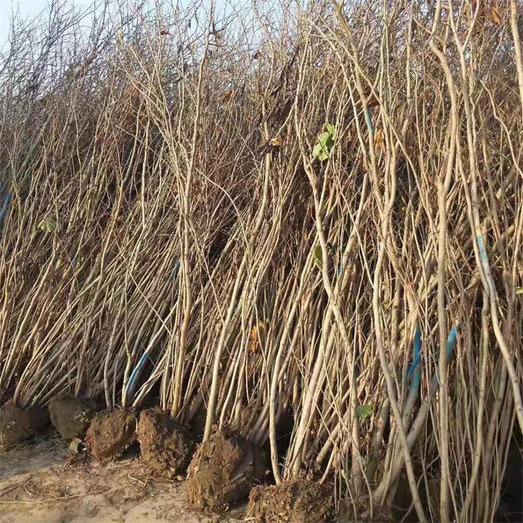 冠幅200公分紫荆小苗