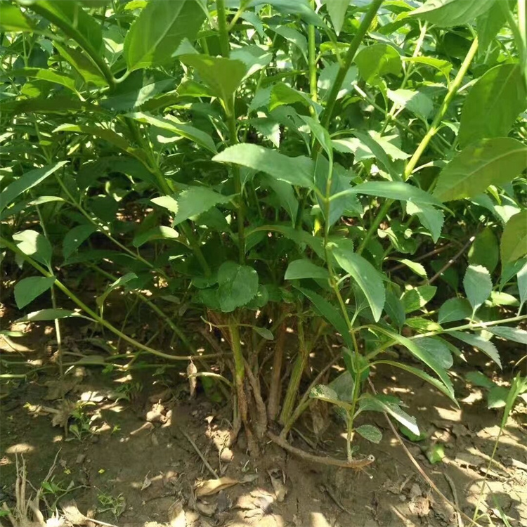冠幅100公分 丛生连翘基地