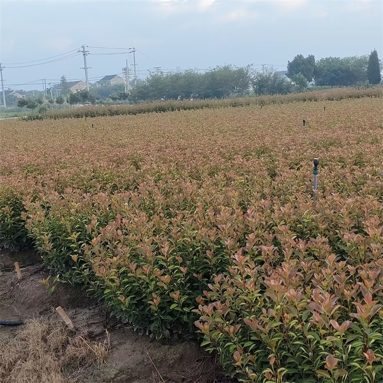 高度30-40公分 小杯苗红叶石楠批发价格