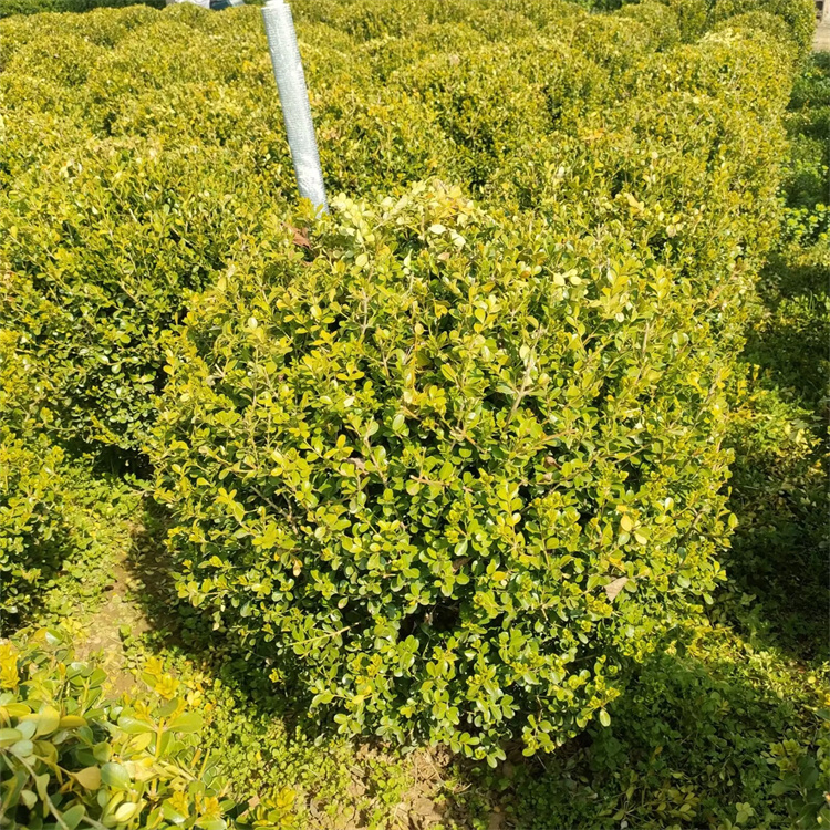 冠幅150公分小叶黄杨球价格