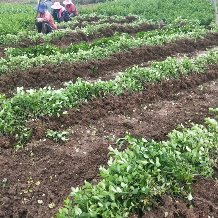 高度40-50公分胶东卫矛批发价格