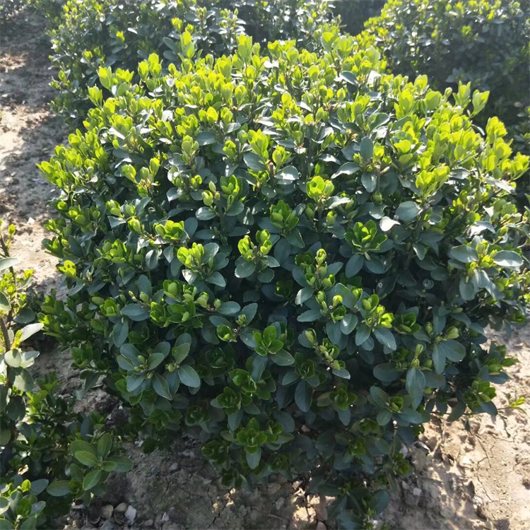 冠幅280公分精品大叶黄杨球