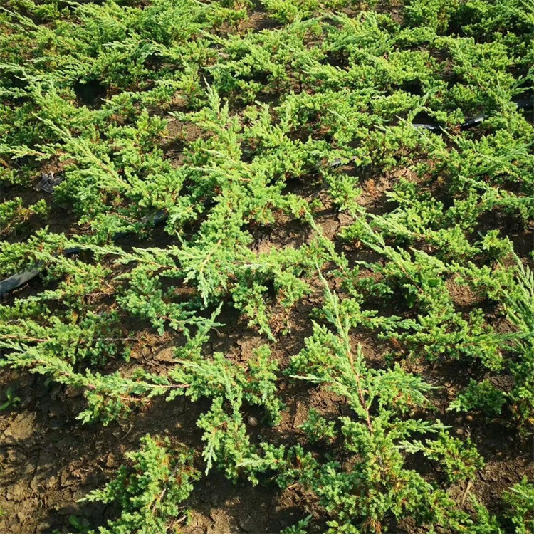 高度50-60公分 批发地柏