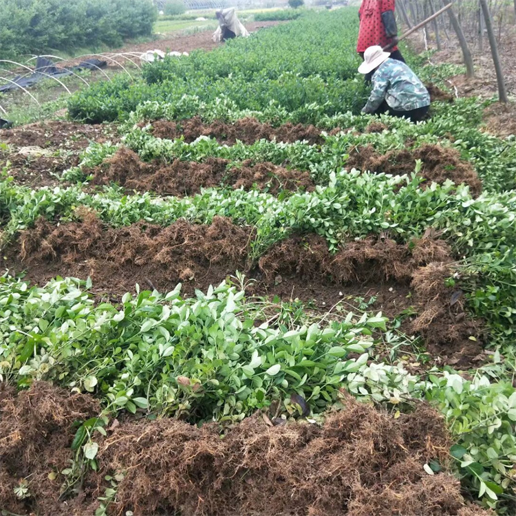 高度50-60公分批发胶东卫矛