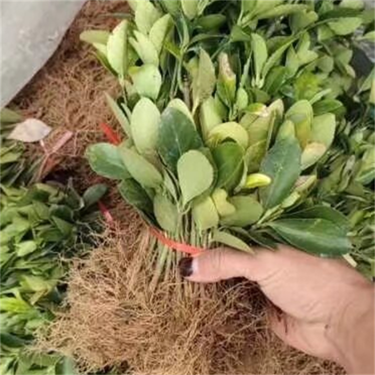 高度40-50公分大叶黄杨价格