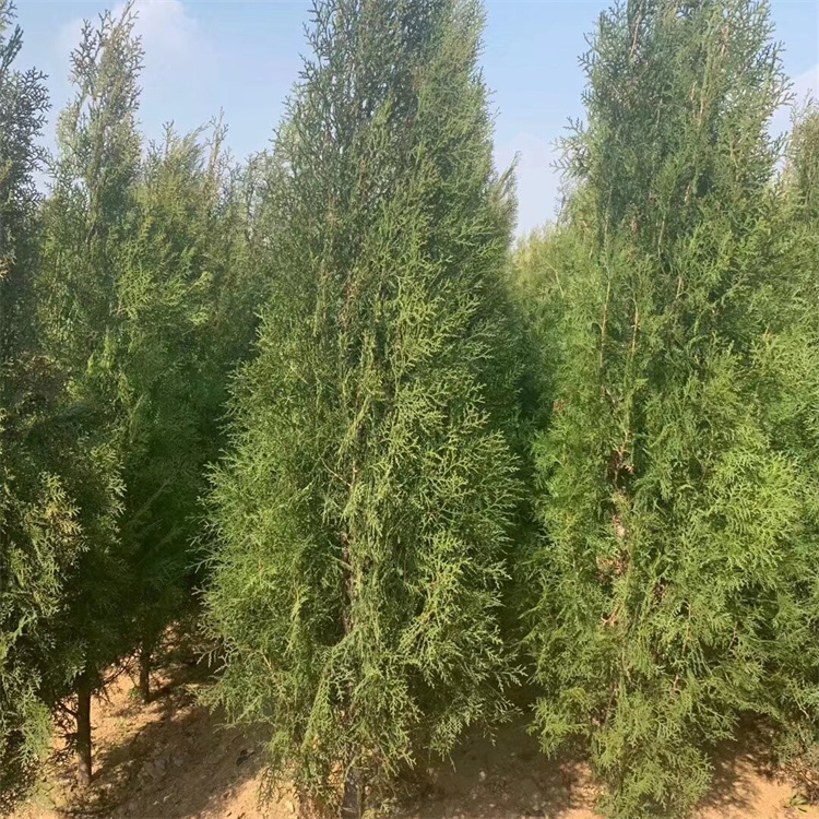 高度50-60、80-90公分侧柏基地