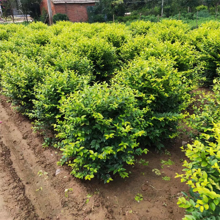 冠幅50-60公分金叶女贞球价格