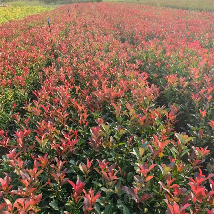 高度30-40公分 裸根苗红叶石楠基地