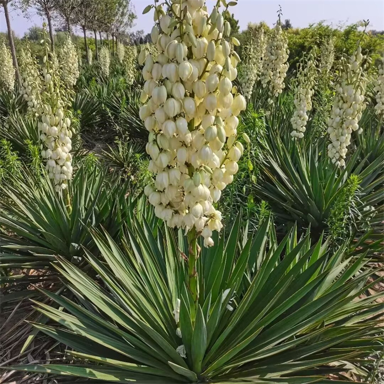 冠幅120公分剑麻价格