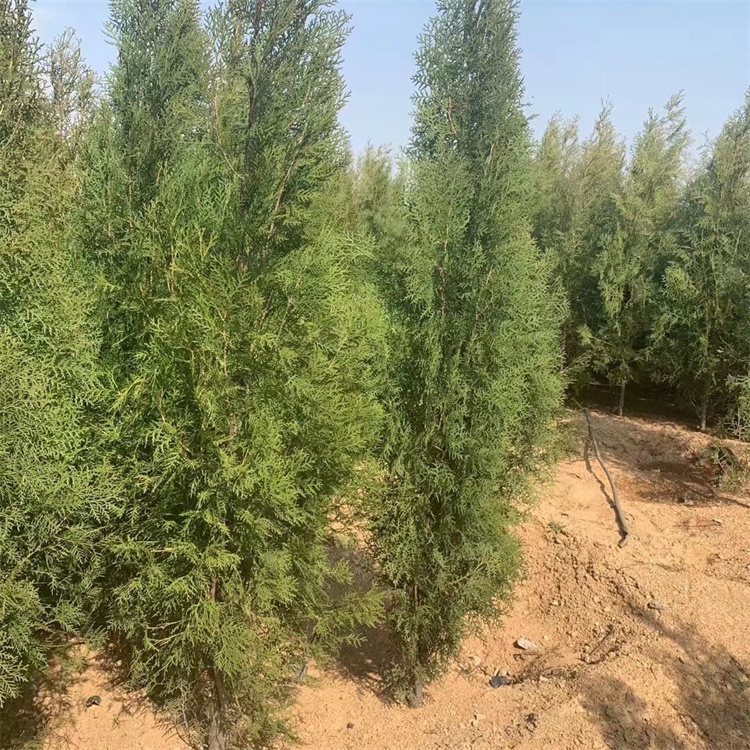 高度100-110、120-130公分批发侧柏