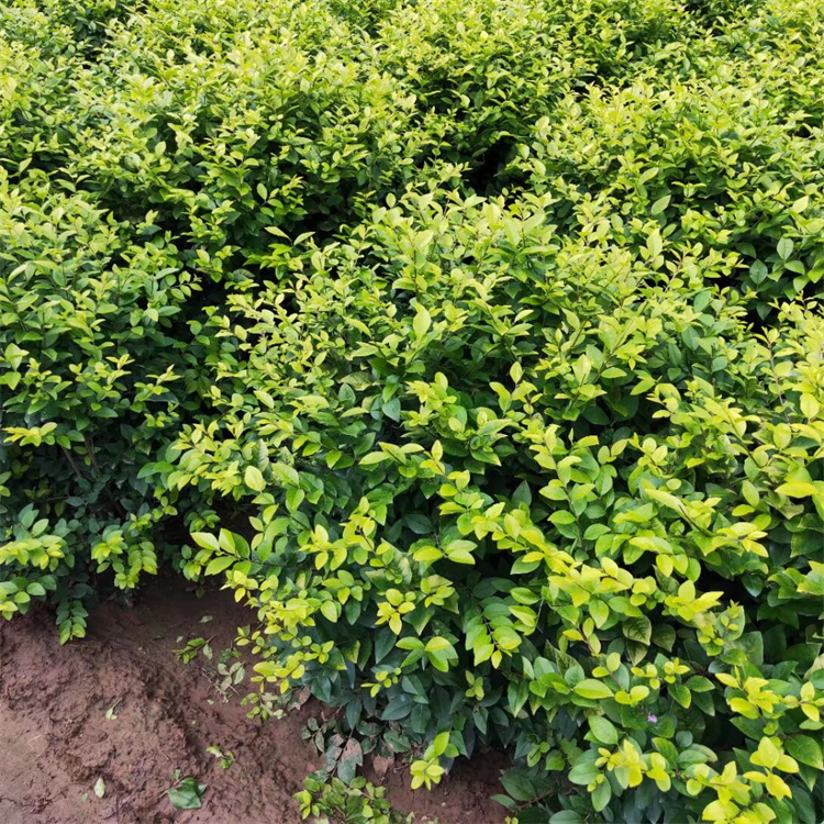 冠幅250公分金叶女贞球价格