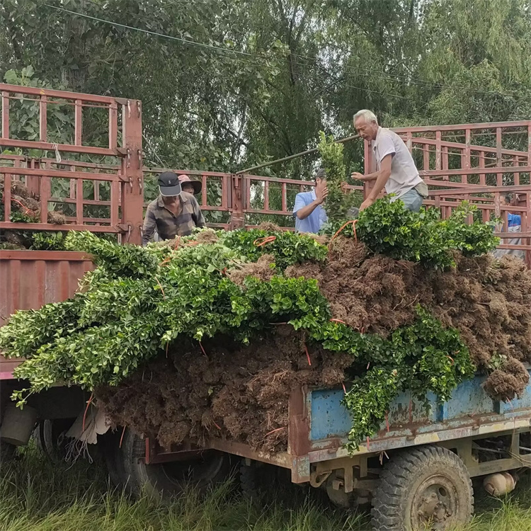 高度280-300公分批发北海道黄杨