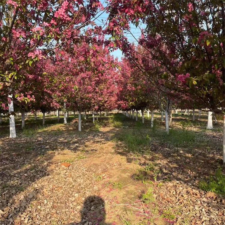 直径9公分北美海棠报价