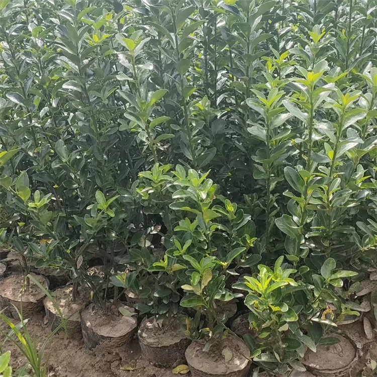 高度10-20公分大叶黄杨基地