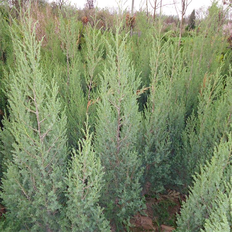 高度350-360、380-390公分北京桧柏基地