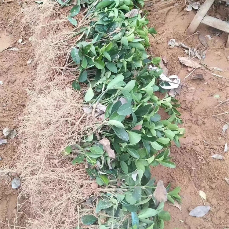 高度60-80公分大叶黄杨批发价格