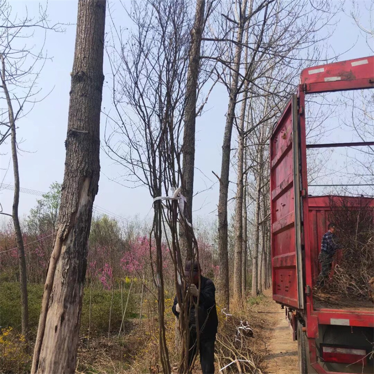 冠幅200公分批发丛生紫薇