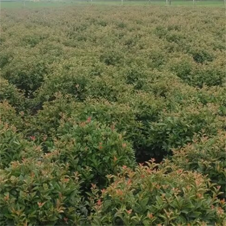 冠幅20-30公分红叶石楠球基地