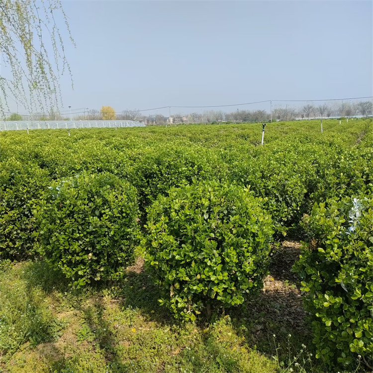 冠幅60、80公分 胶东卫矛球